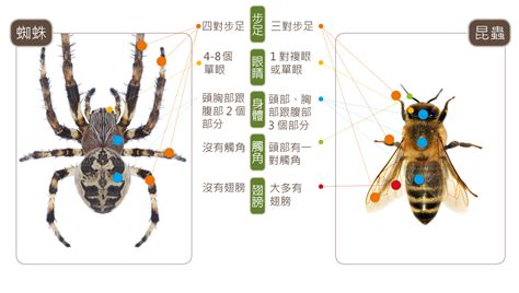 家裏有大蜘蛛|蛛事吉祥——家中常見蜘蛛篇